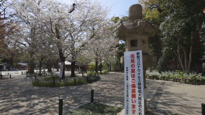 Leider ist Sakura-Saison in Japan dieses Jahr abgesagt