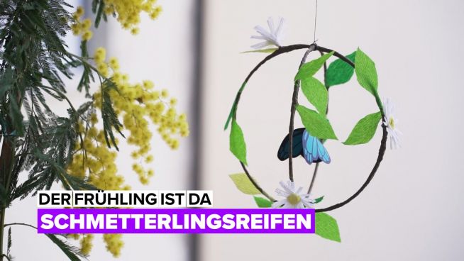 Der Frühling ist da: Schmetterlingsreifen