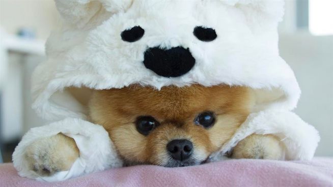 Happy Birthday, Jiffpom